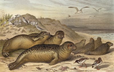 Seehund af European School